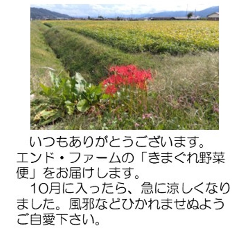 ヒガンバナ